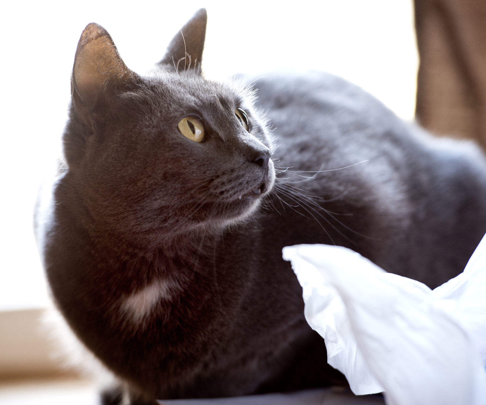 Declining health and pets